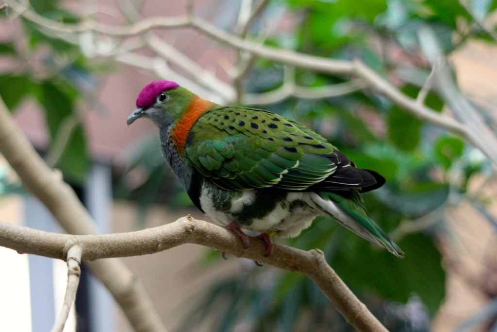 Superb Fruit-dove wallpaper