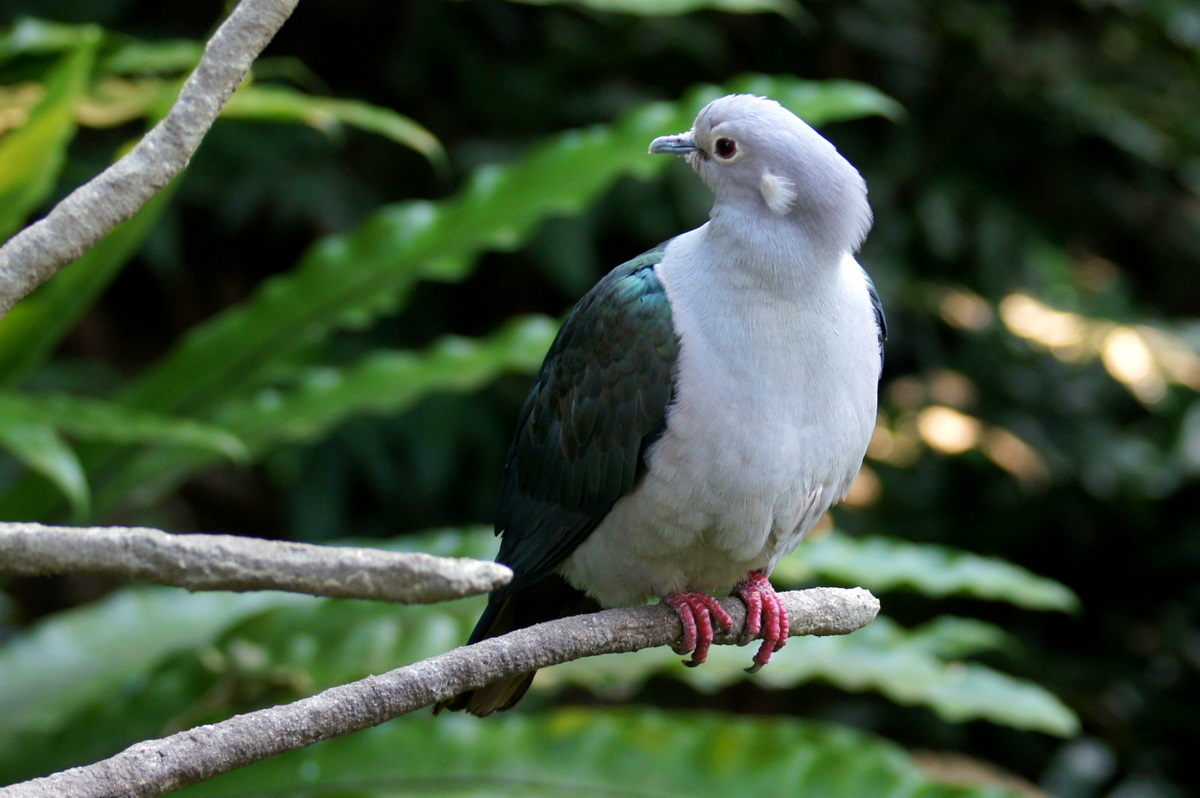 Green Imperial Pigeon wallpaper