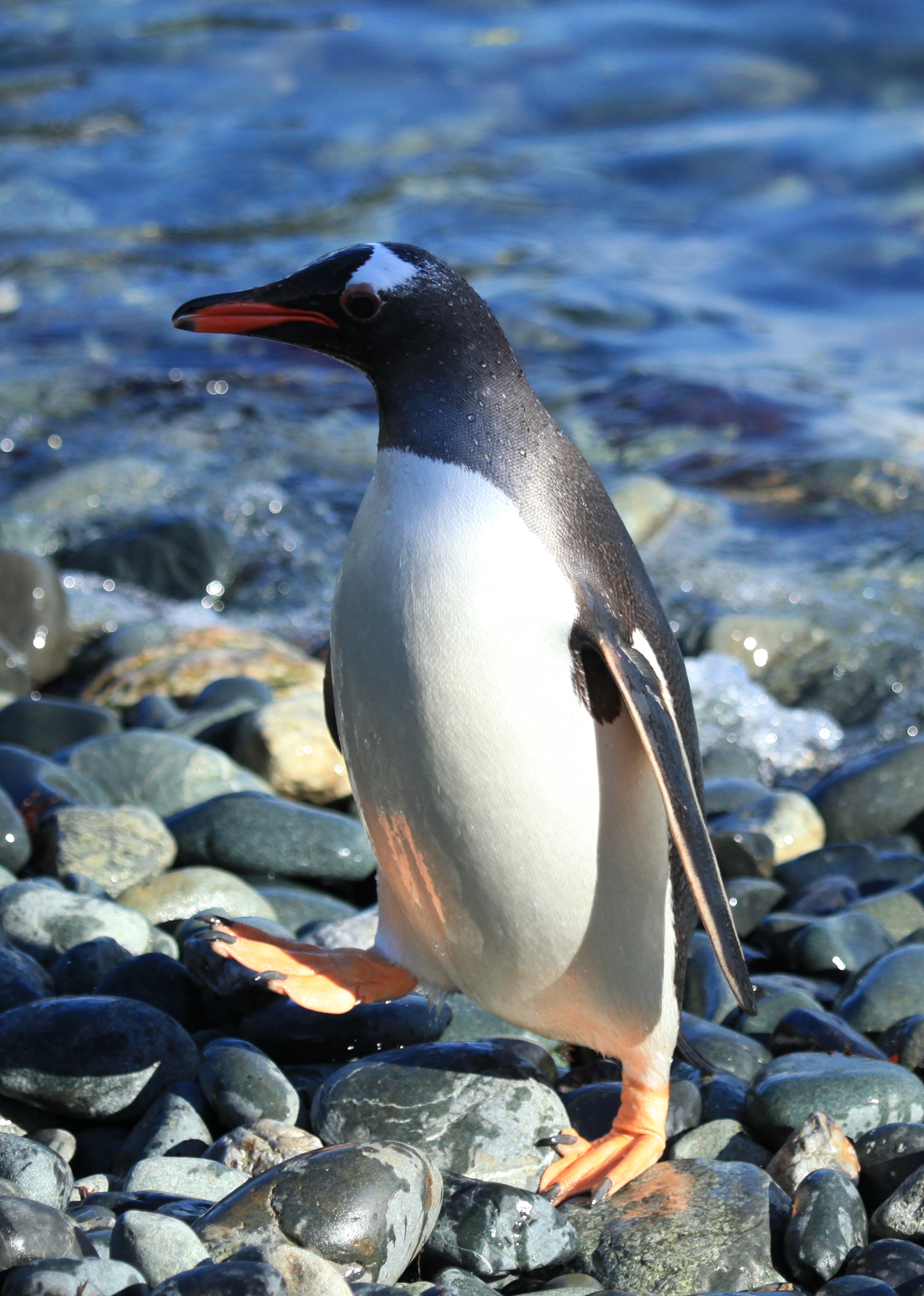 Gentoo Penguin wallpaper