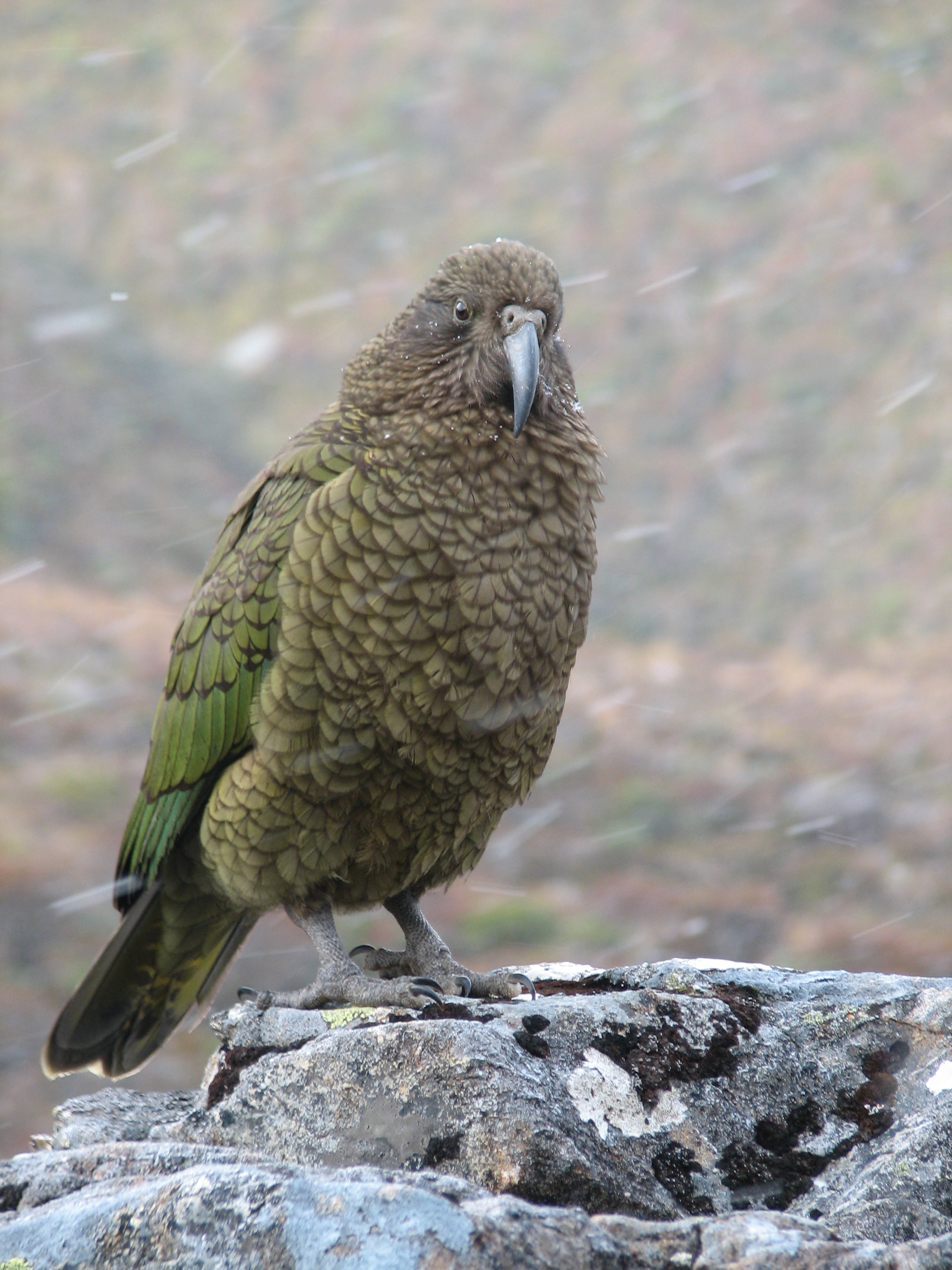 Kea wallpaper