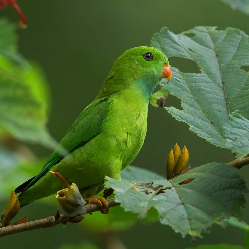 Vernal Hanging Parrot wallpaper