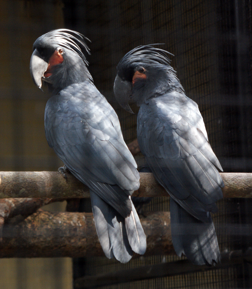 Palm Cockatoo wallpaper