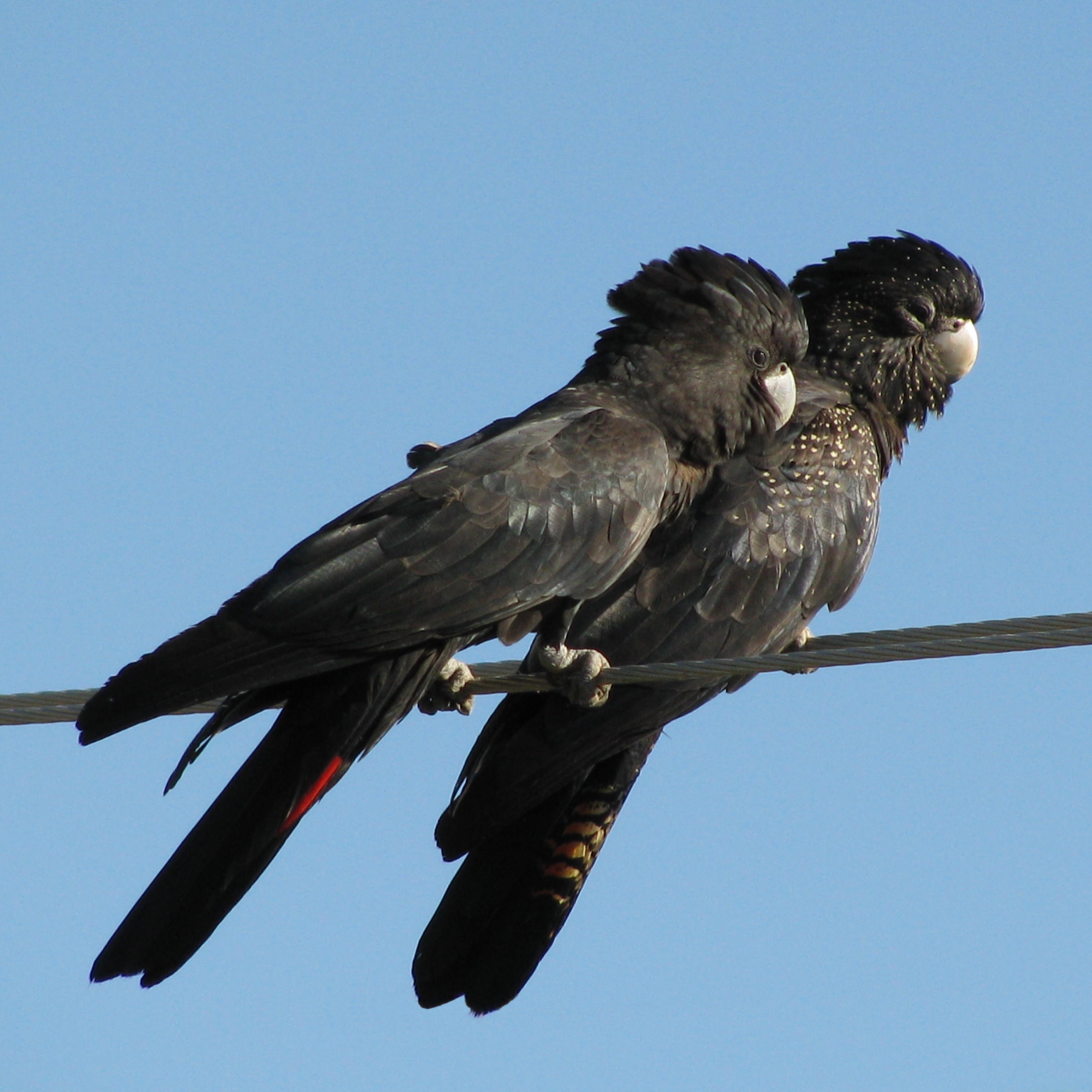 Red-tailed Black Cockatoo wallpaper