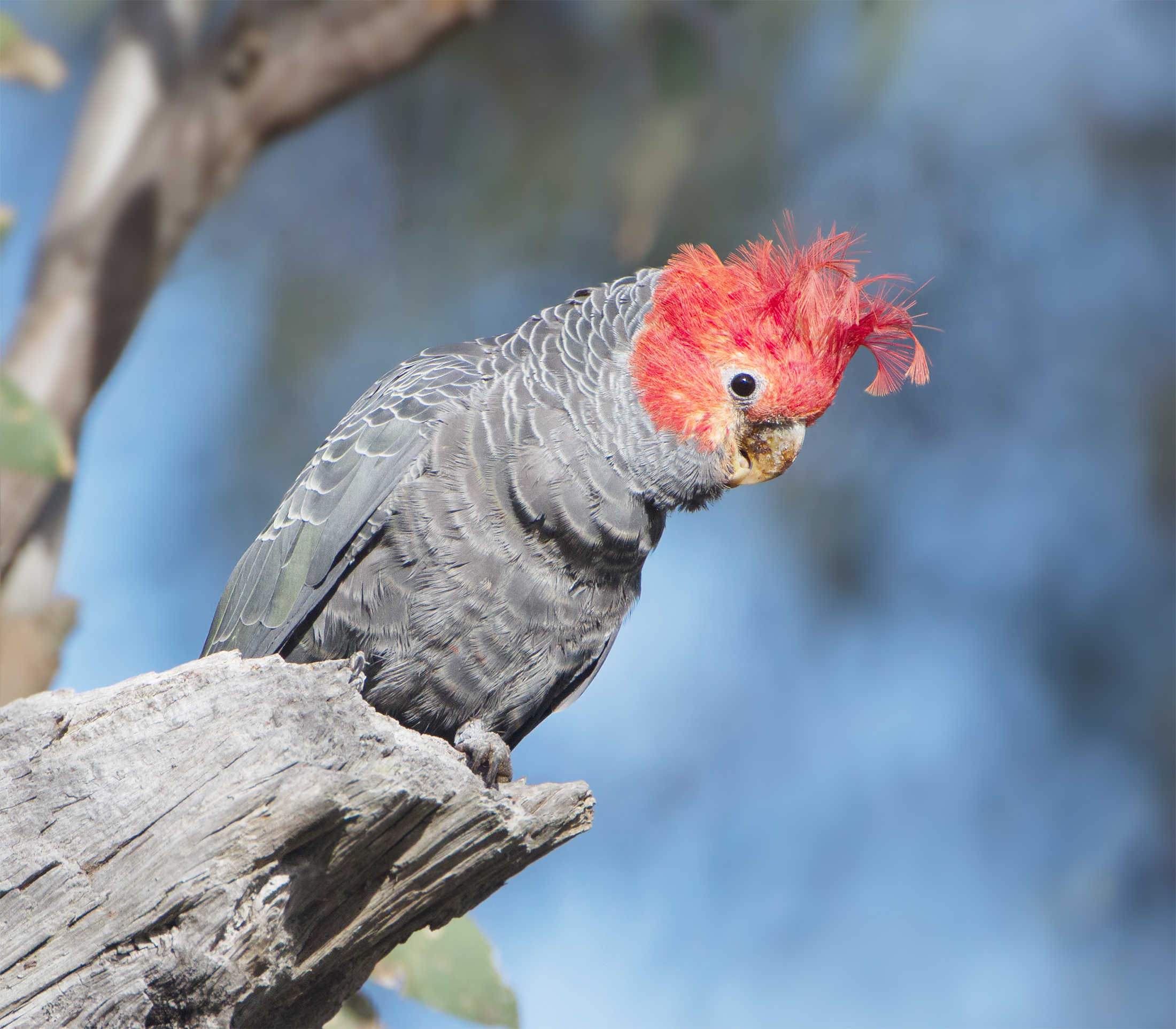 Gang-gang Cockatoo wallpaper