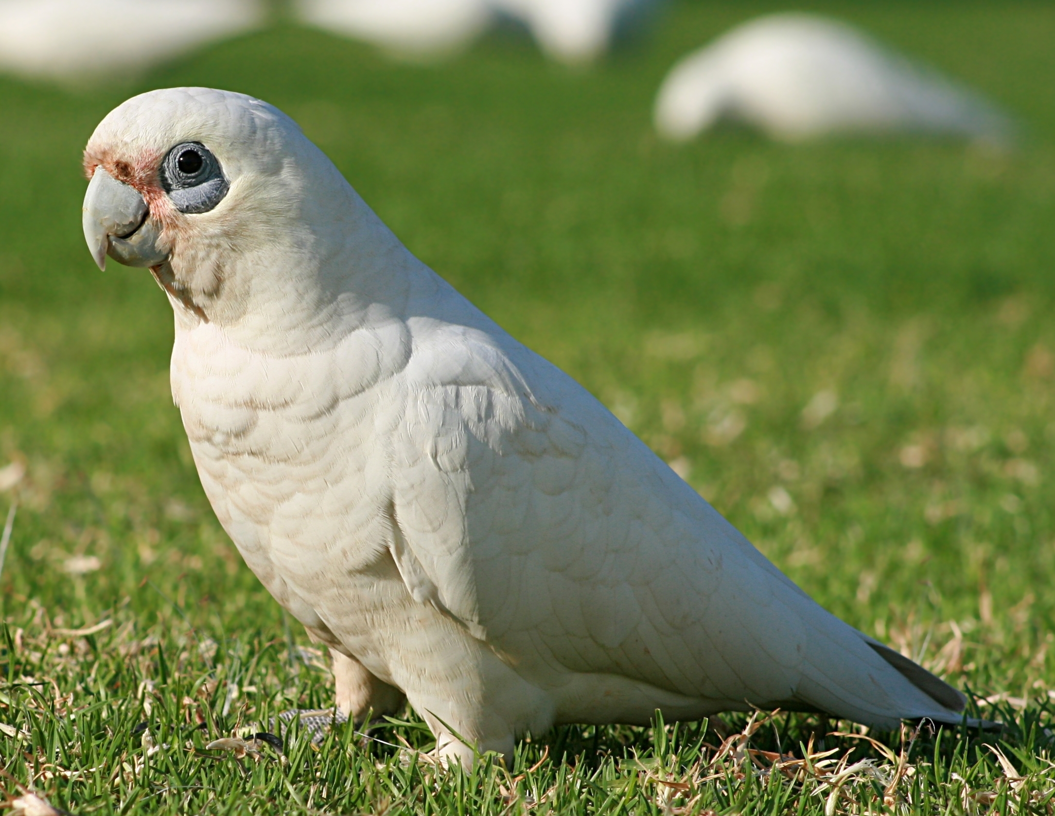 Little Corella wallpaper