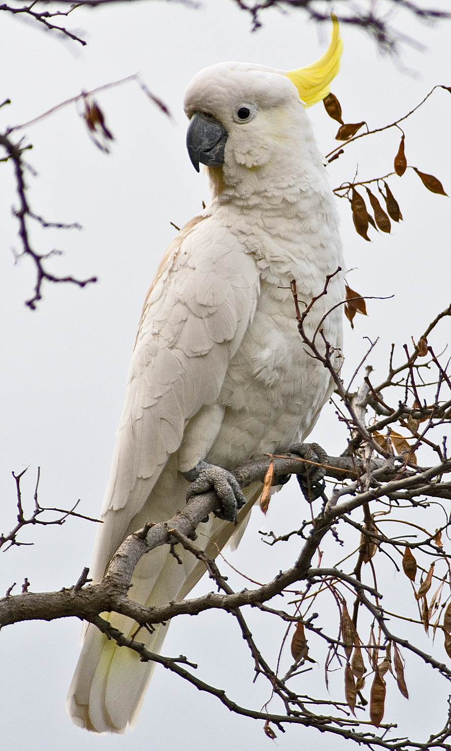 Sulphur-crested Cockatoo wallpaper