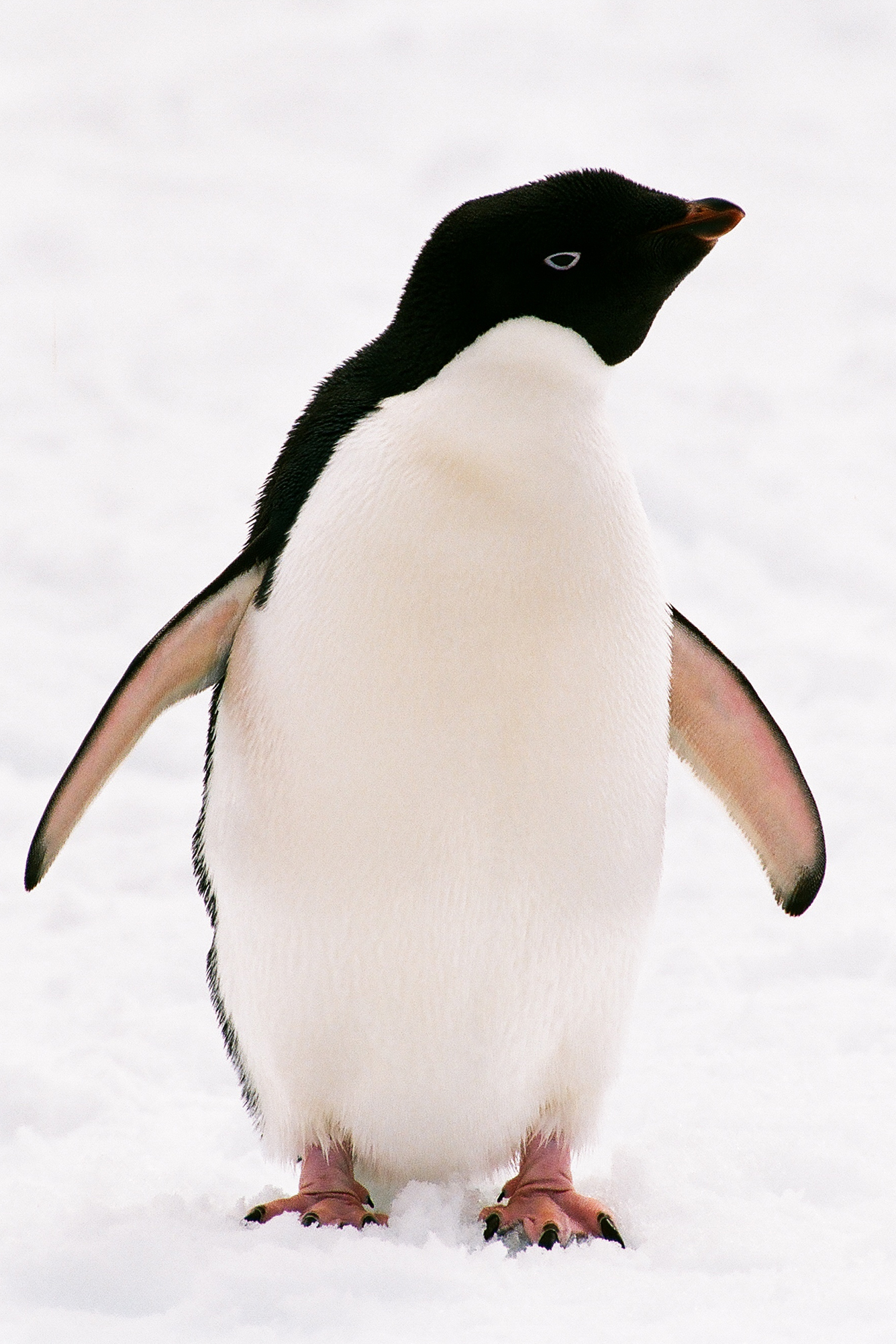 Adelie Penguin wallpaper