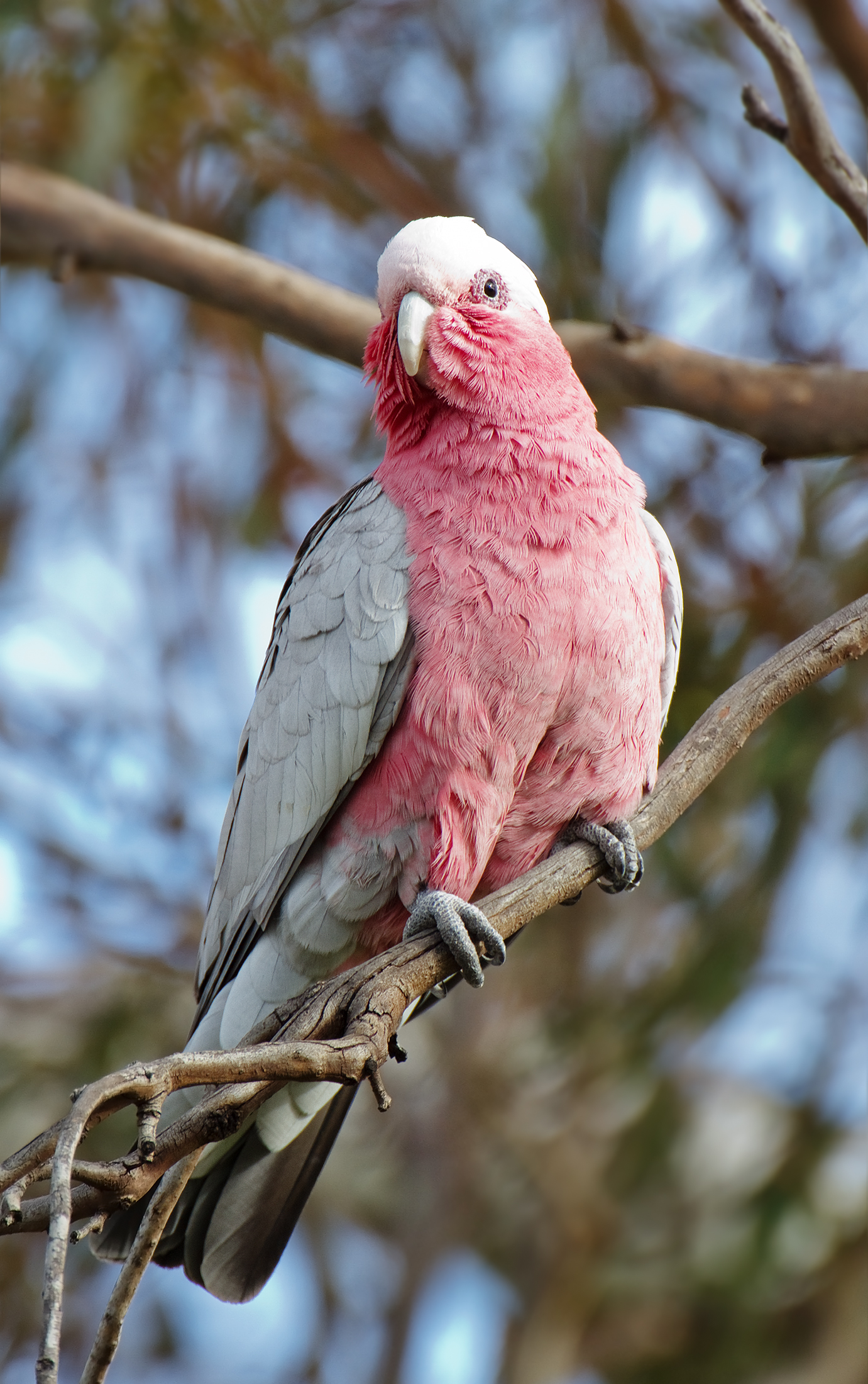 Galah wallpaper