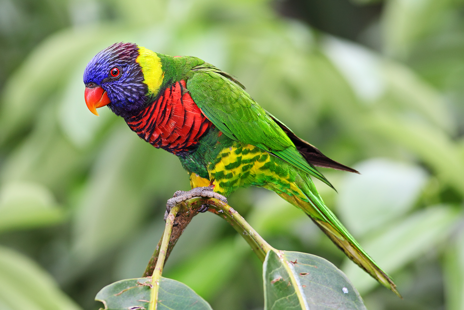 Rainbow Lorikeet wallpaper