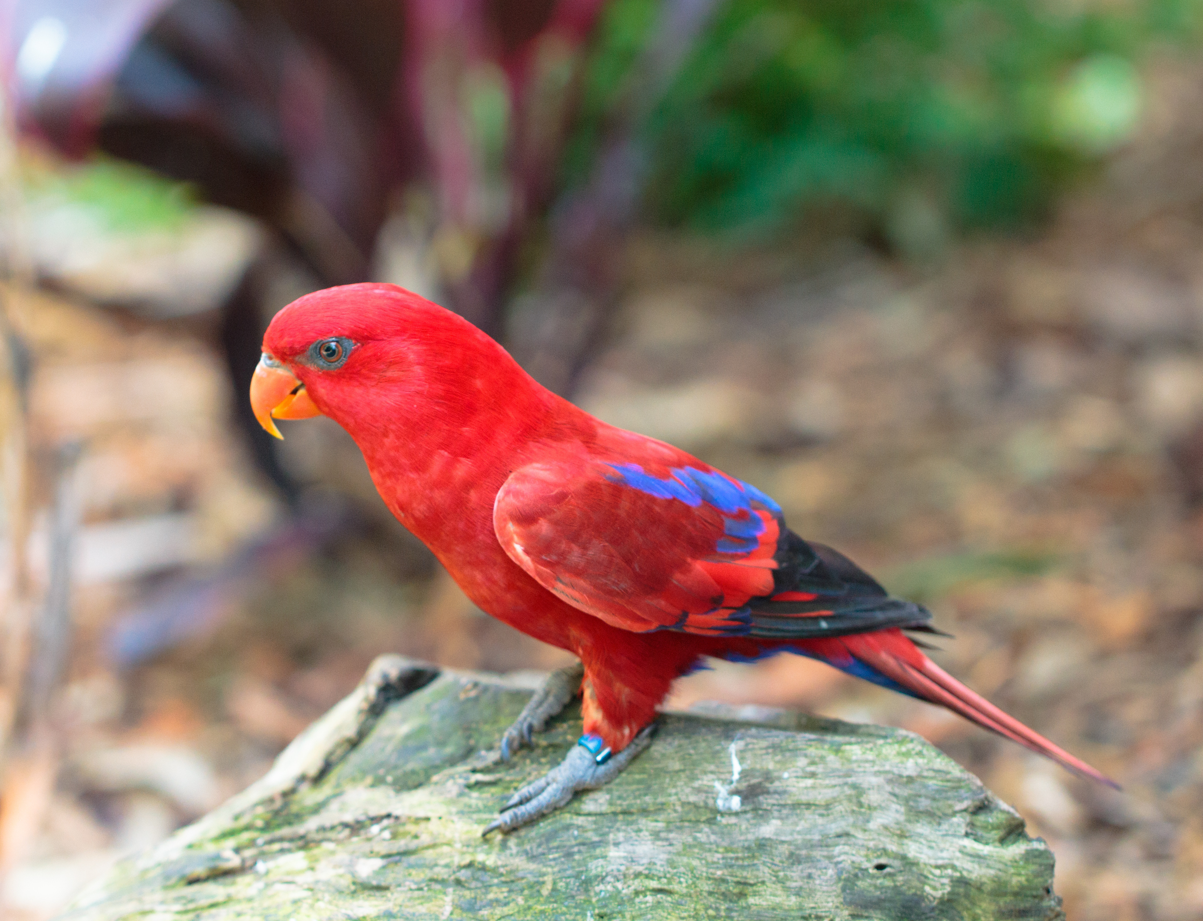 Red Lory wallpaper