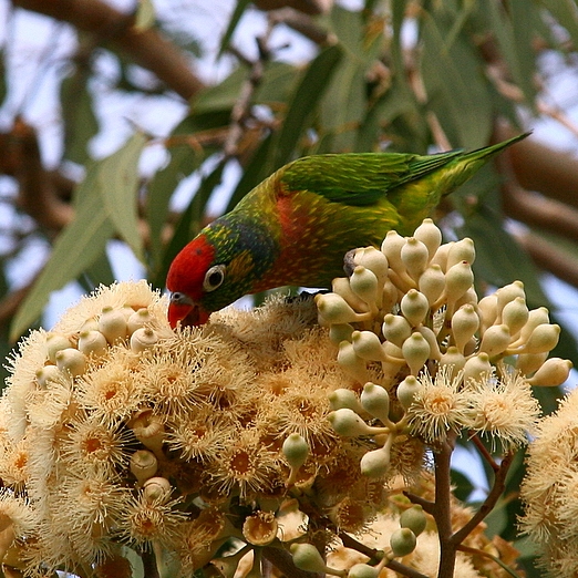 Varied Lorikeet wallpaper