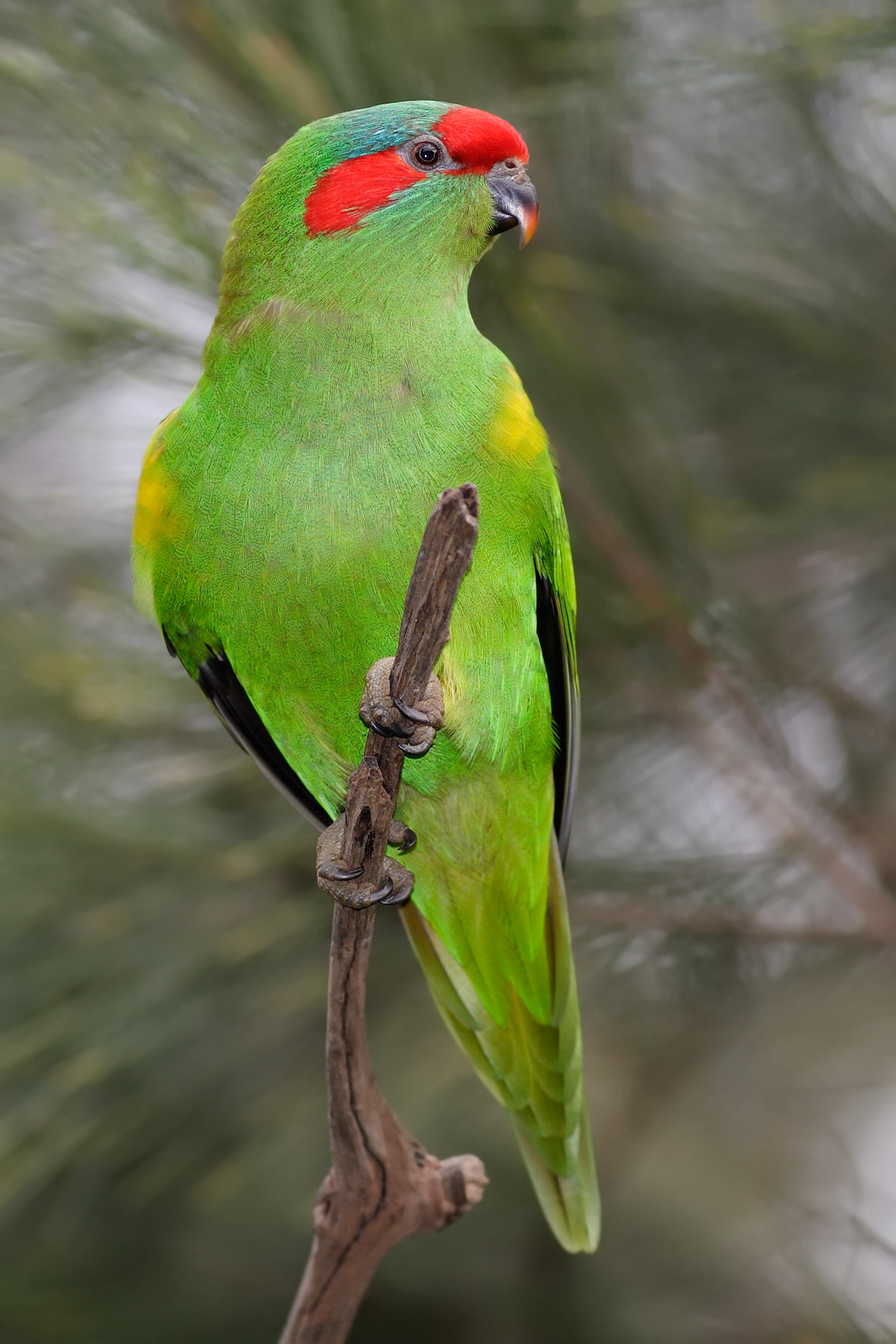 Musk Lorikeet wallpaper