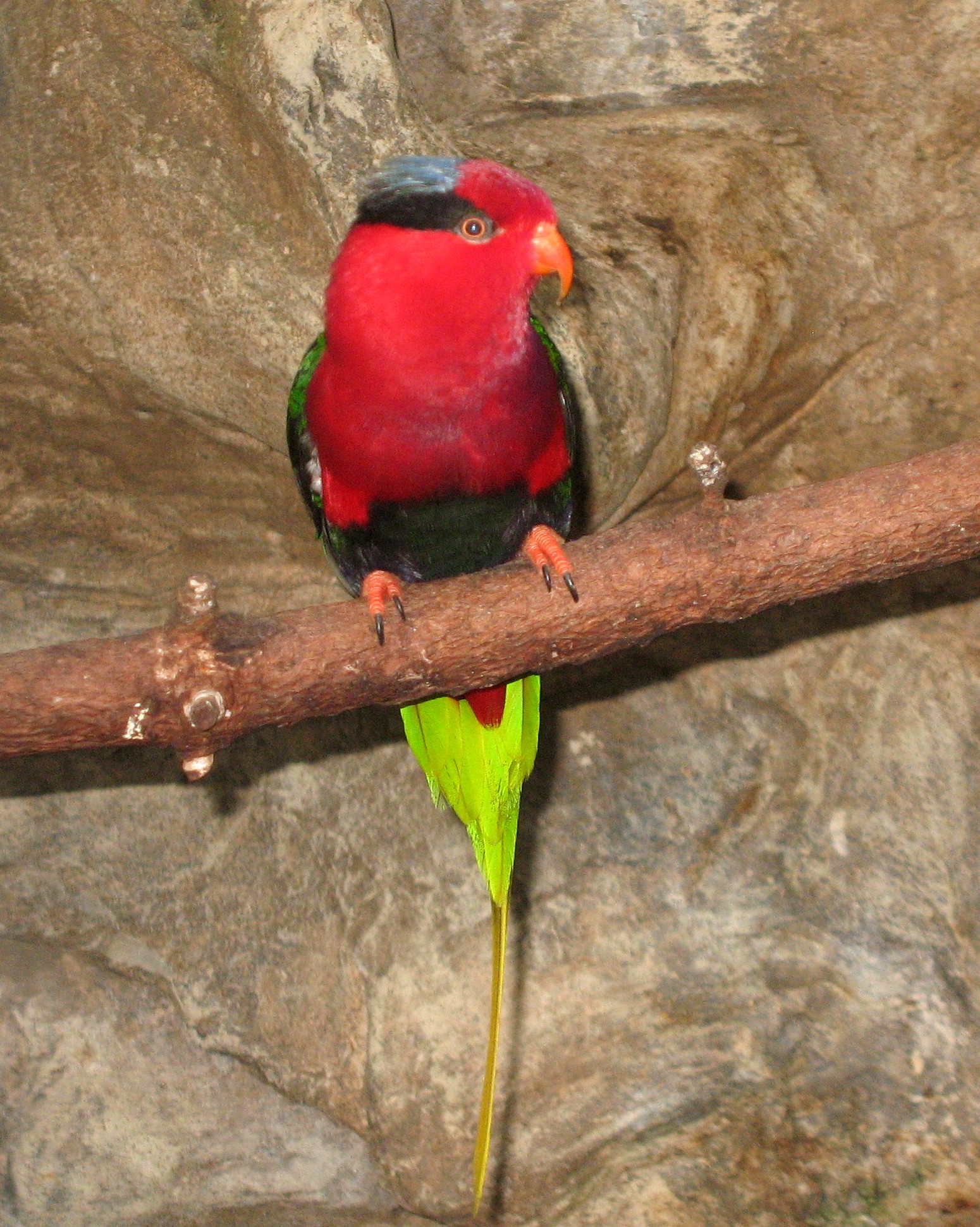 Papuan Lorikeet wallpaper