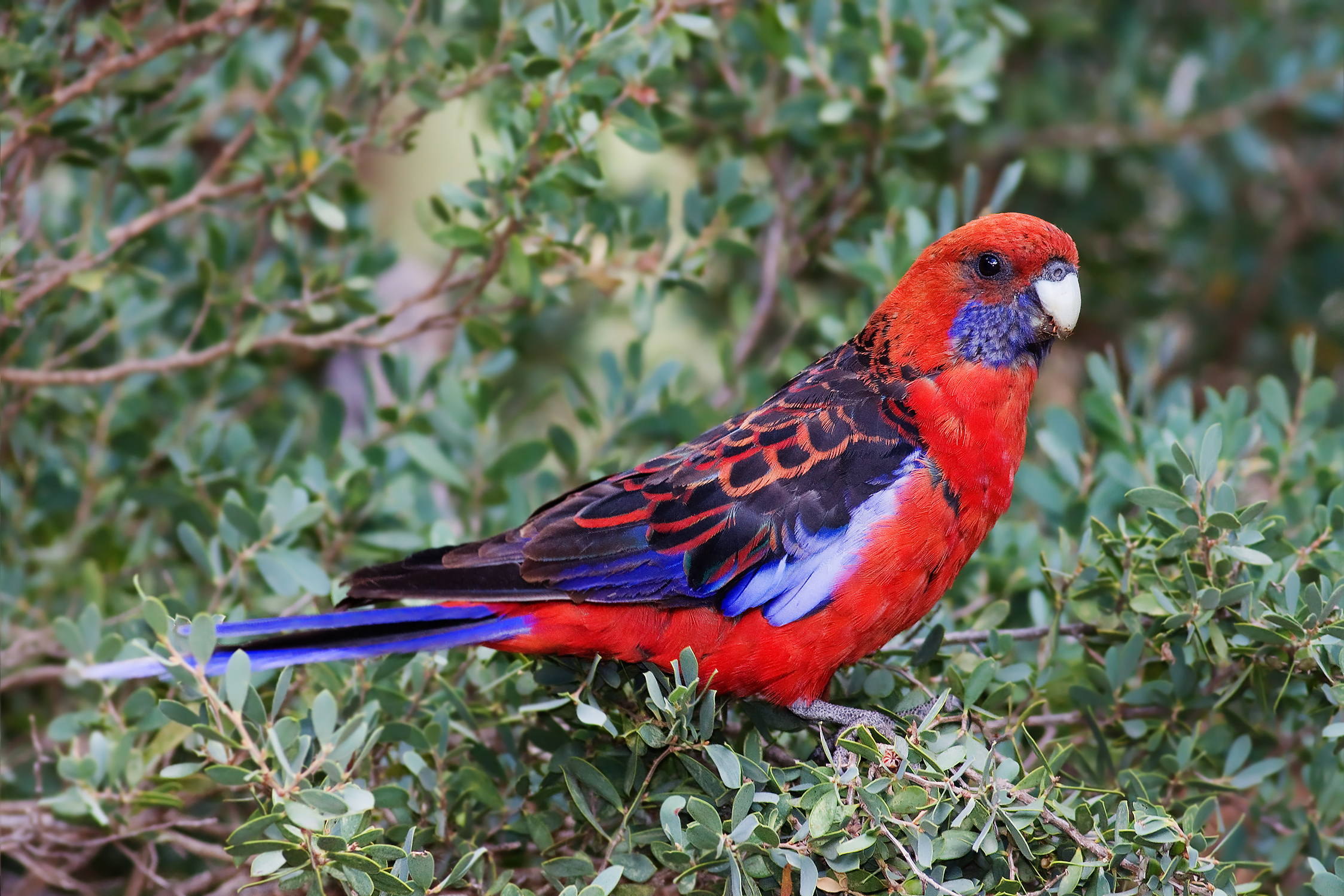 Crimson Rosella wallpaper