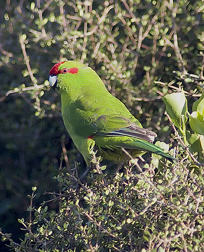 Red-crowned Parakeet wallpaper