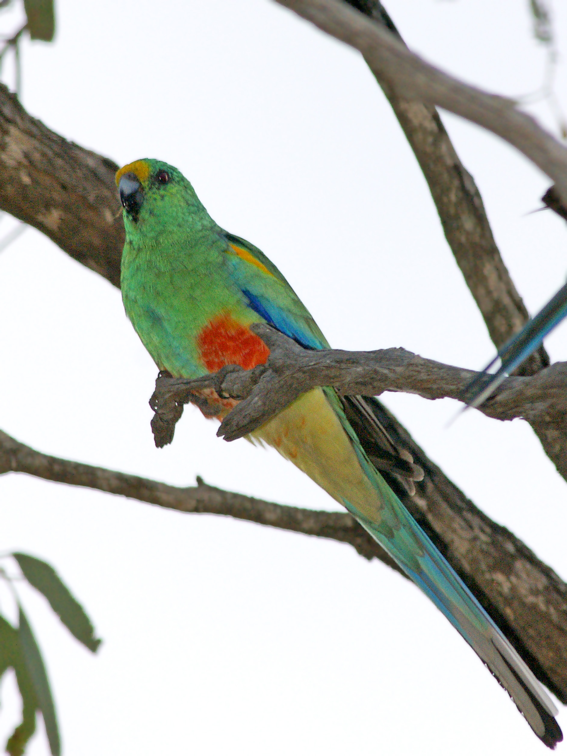 Mulga Parrot wallpaper