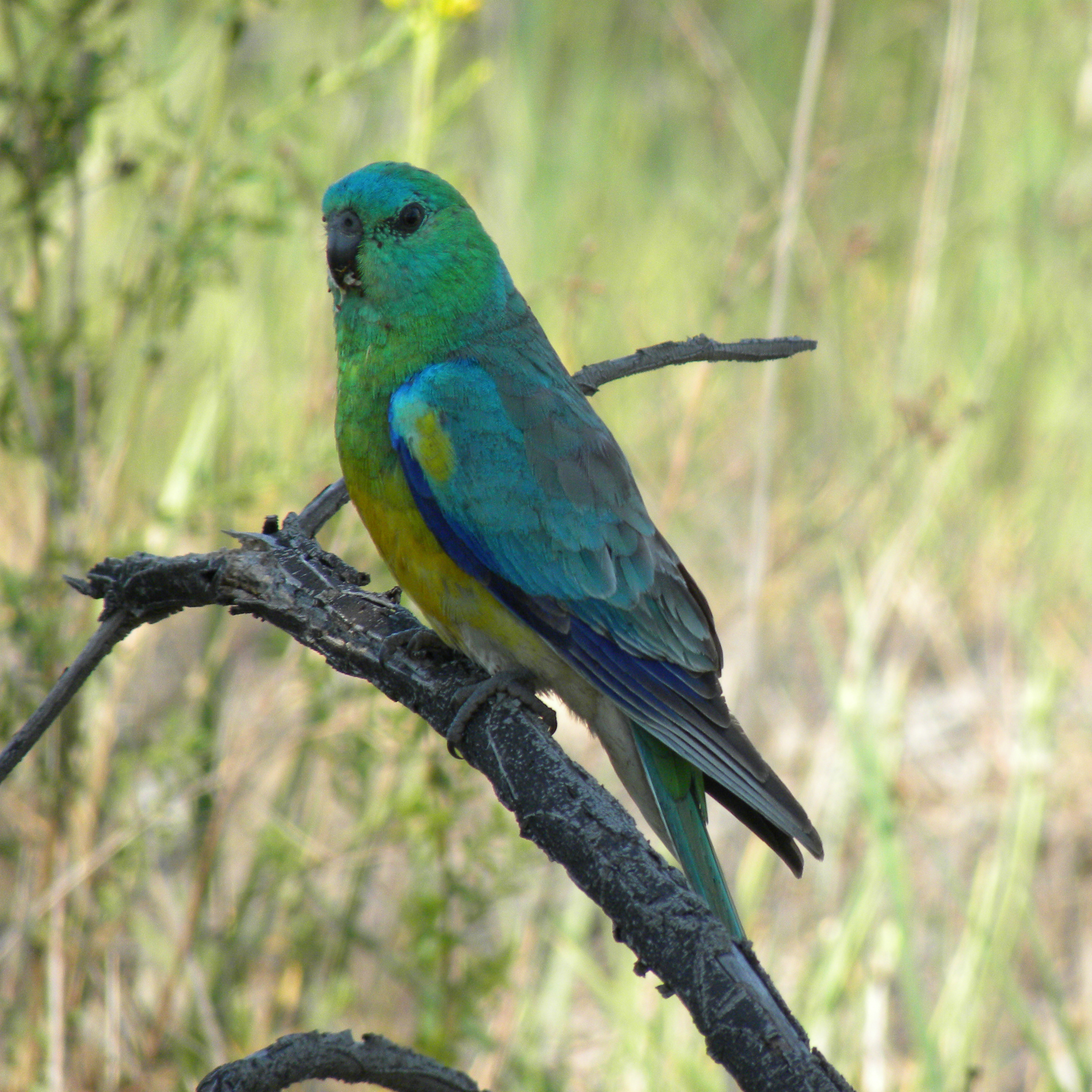 Red-rumped Parrot wallpaper