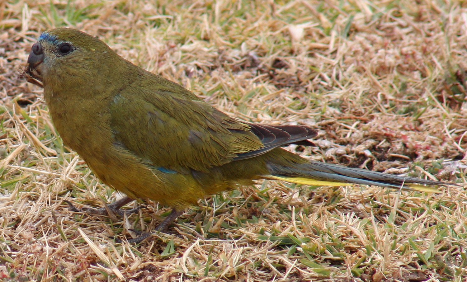 Rock Parrot wallpaper