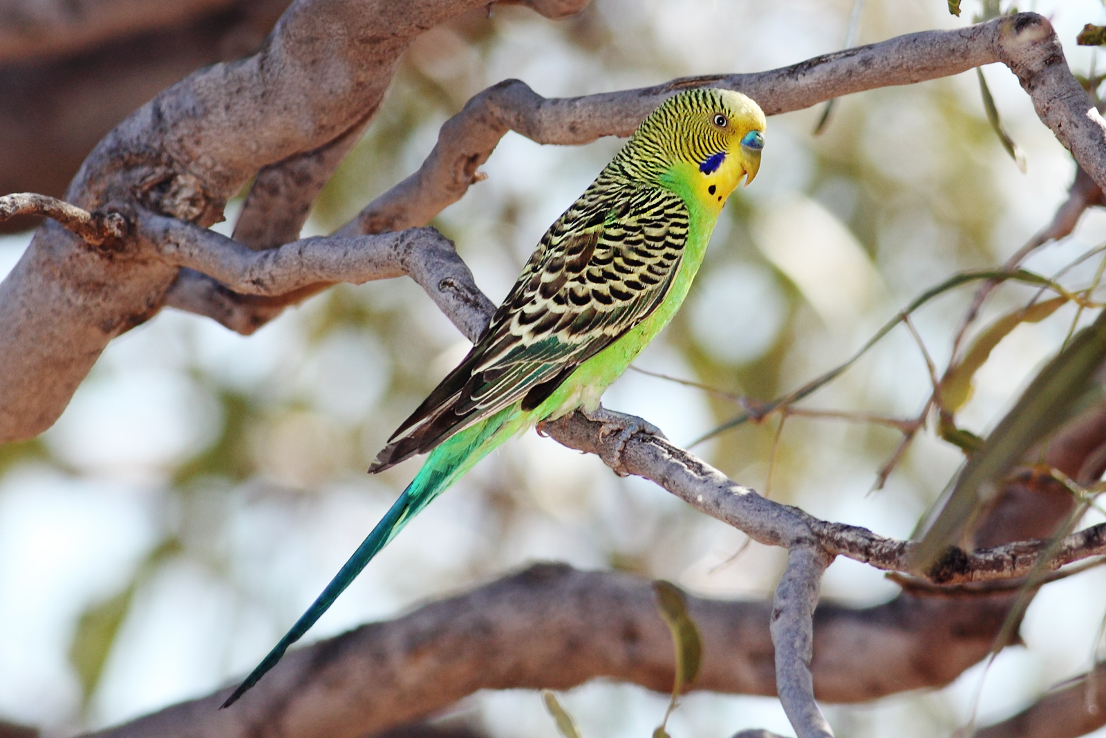 Budgerigar wallpaper