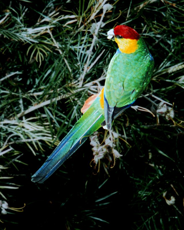 Red-capped Parrot wallpaper