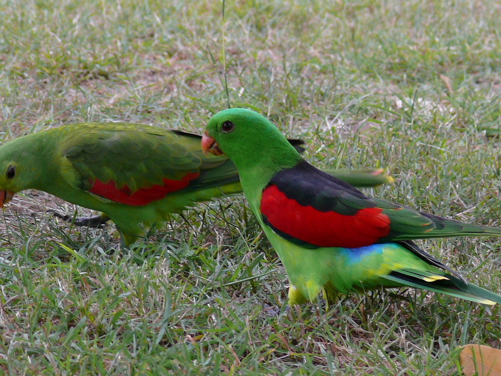 Red-winged Parrot wallpaper