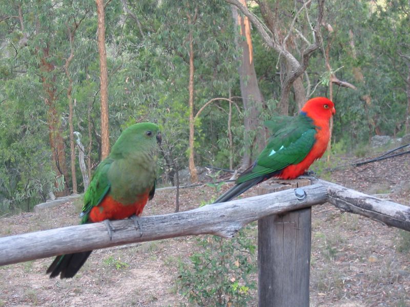 Australian King Parrot wallpaper