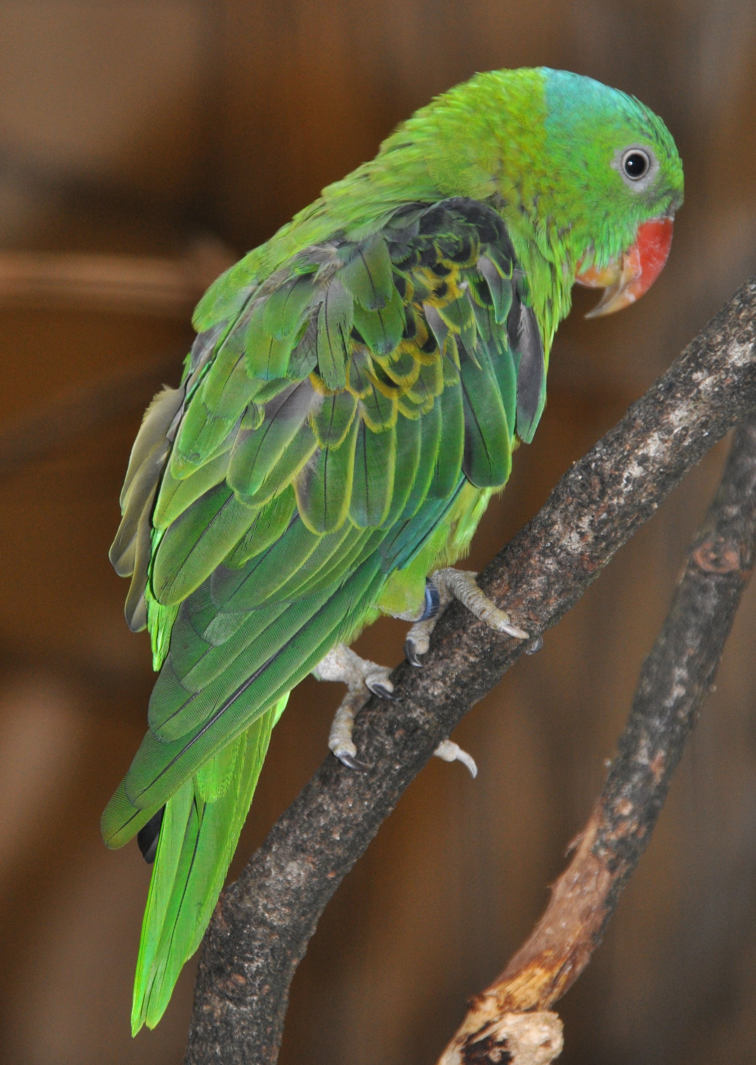 Blue-naped Parrot wallpaper