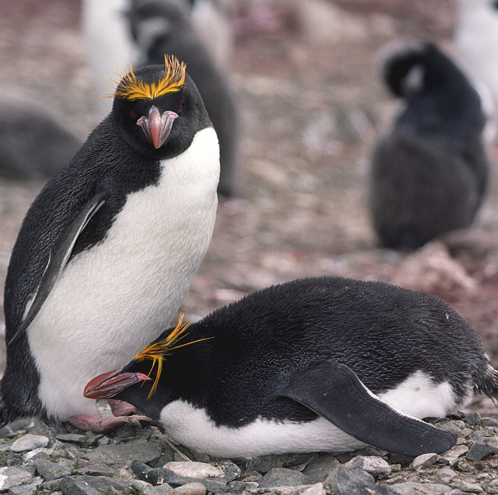 Macaroni Penguin wallpaper