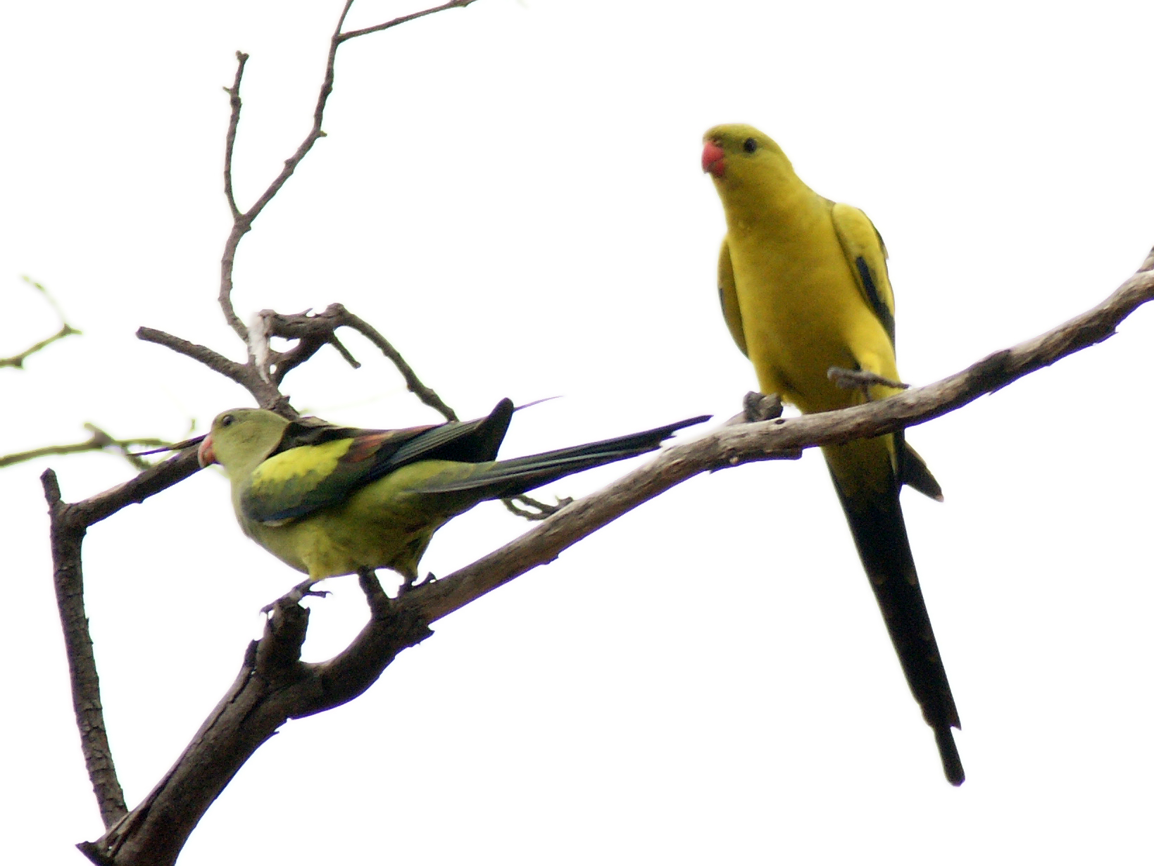 Regent Parrot wallpaper