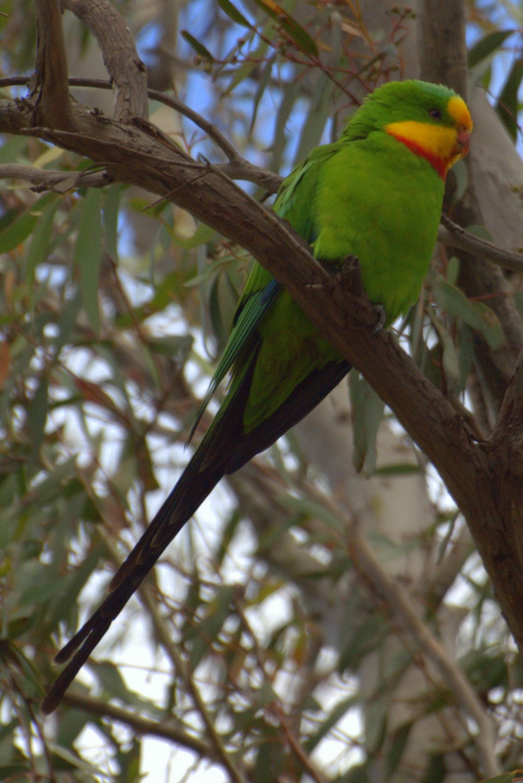 Superb Parrot wallpaper