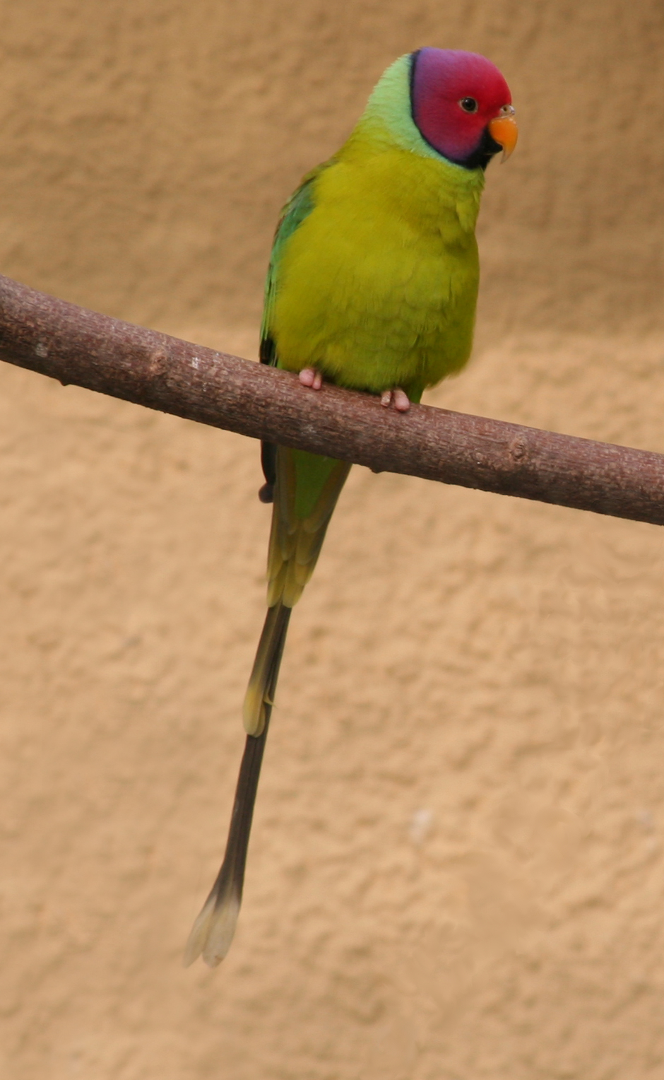 Plum-headed Parakeet wallpaper