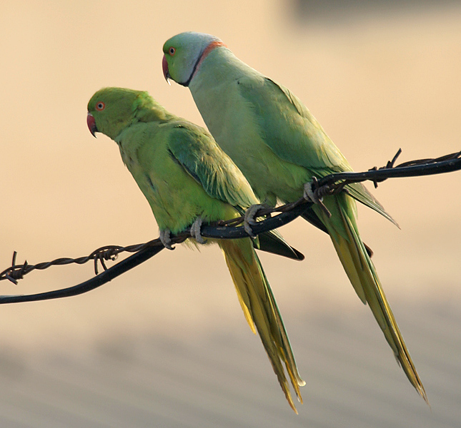 Rose-ringed Parakeet wallpaper