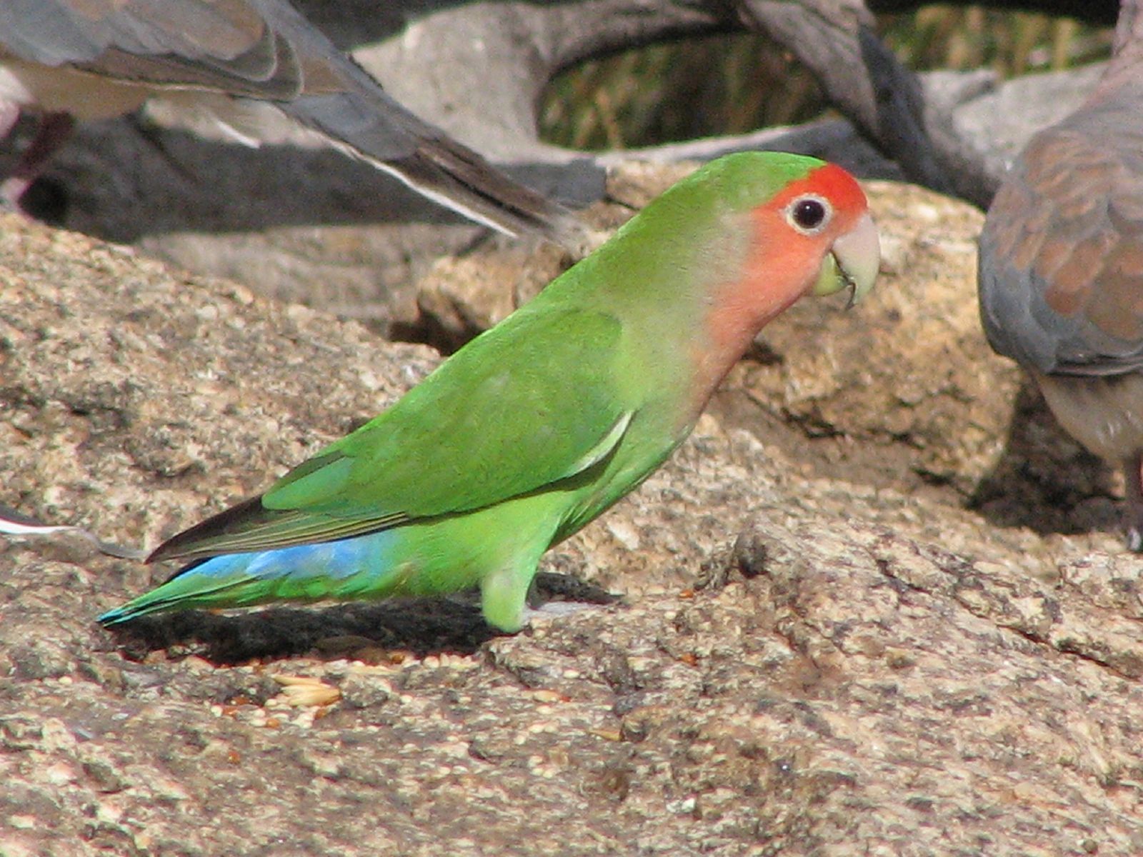 Rosy-faced Lovebird wallpaper