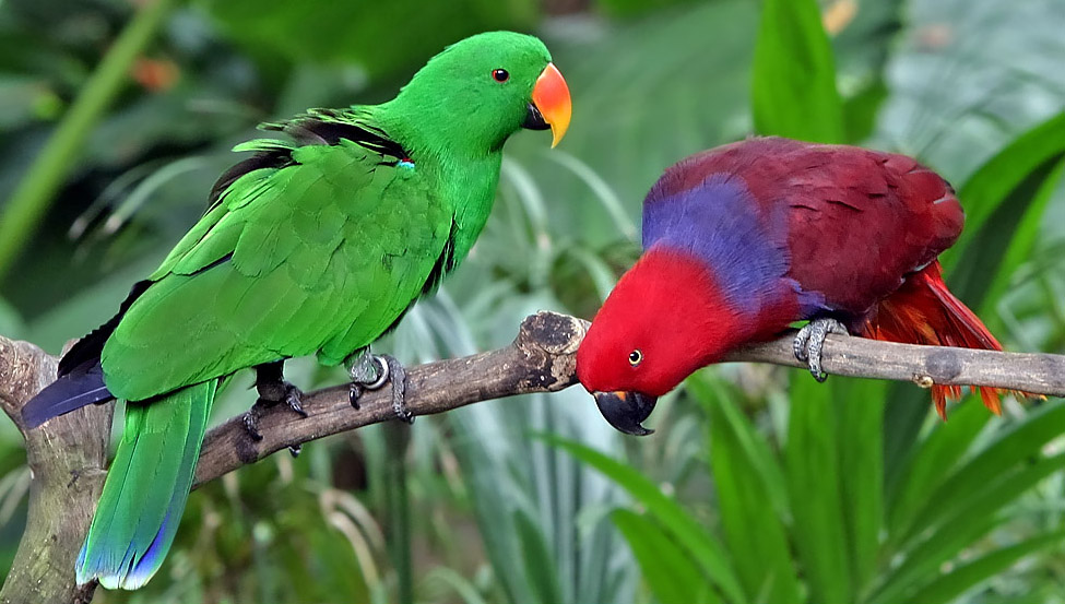 Eclectus Parrot wallpaper