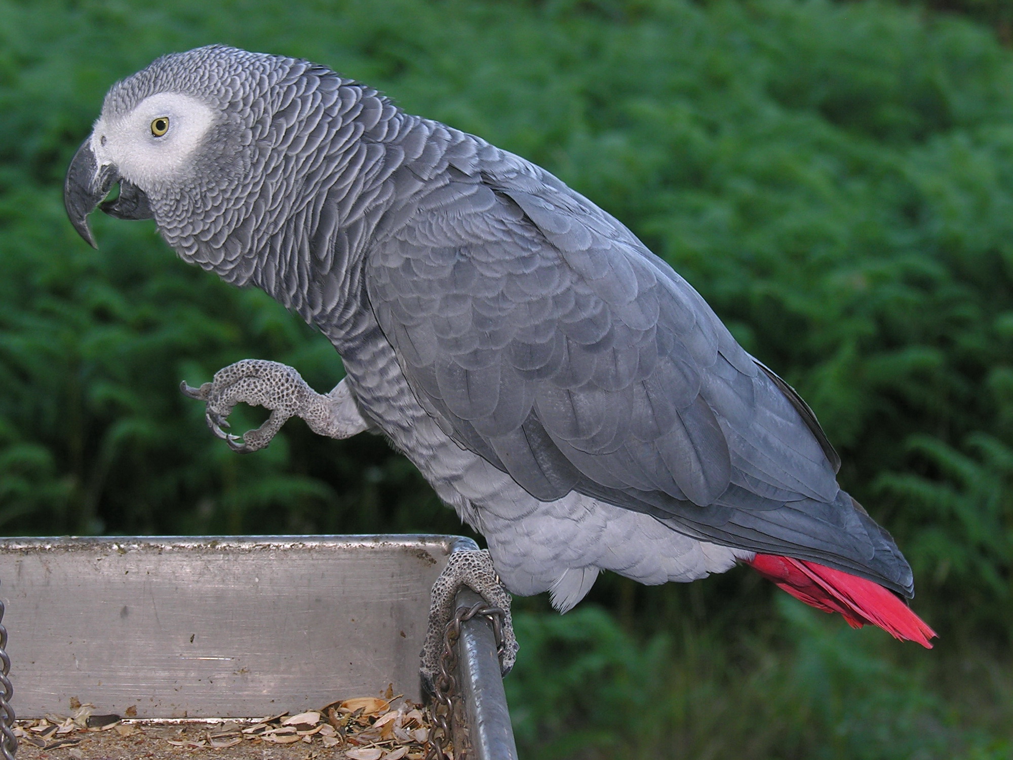 Grey Parrot wallpaper