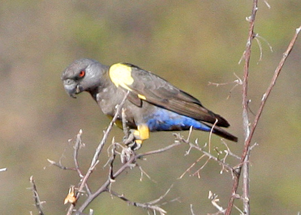 Rüppell's Parrot wallpaper