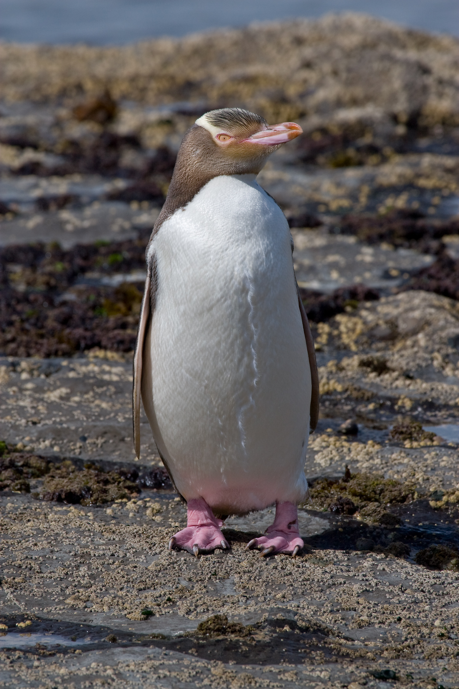 Yellow-eyed Penguin wallpaper