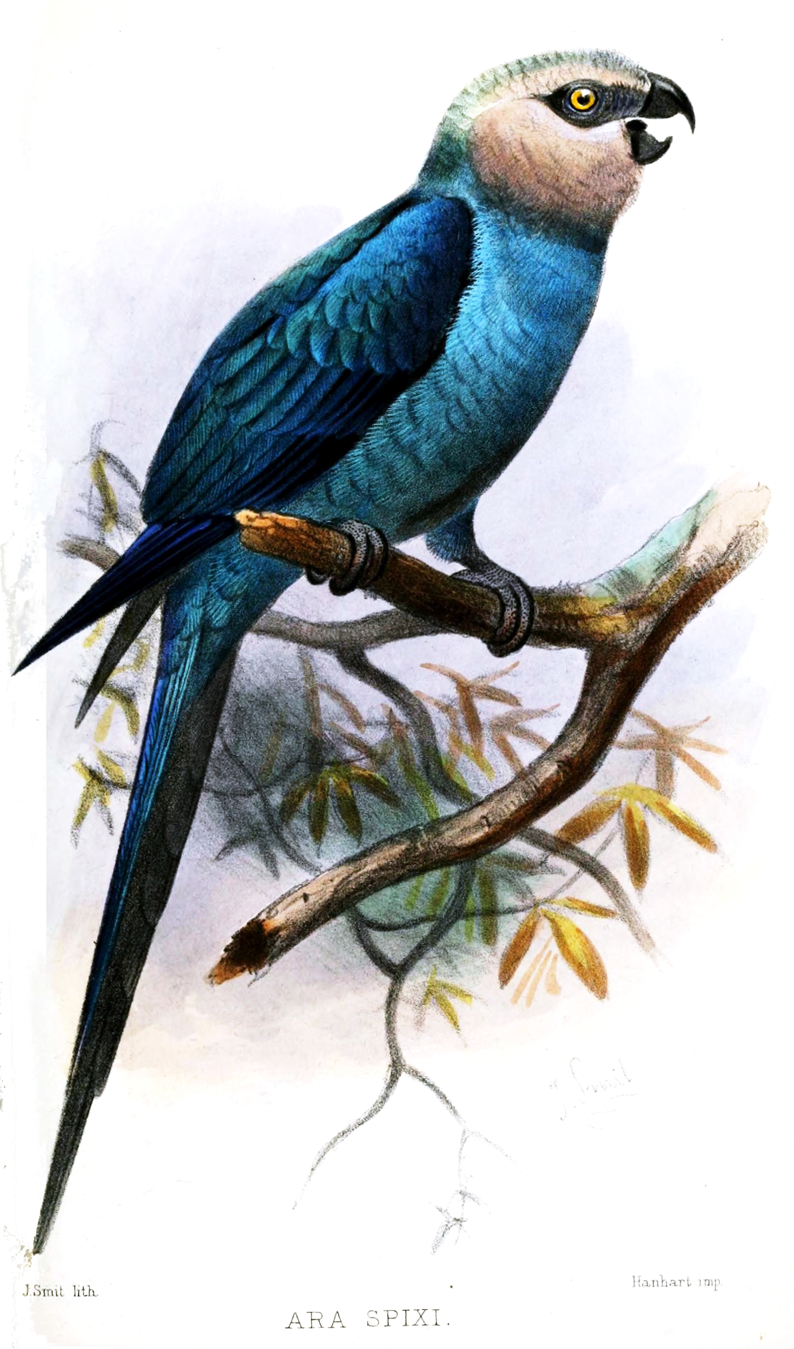 Spix's Macaw wallpaper