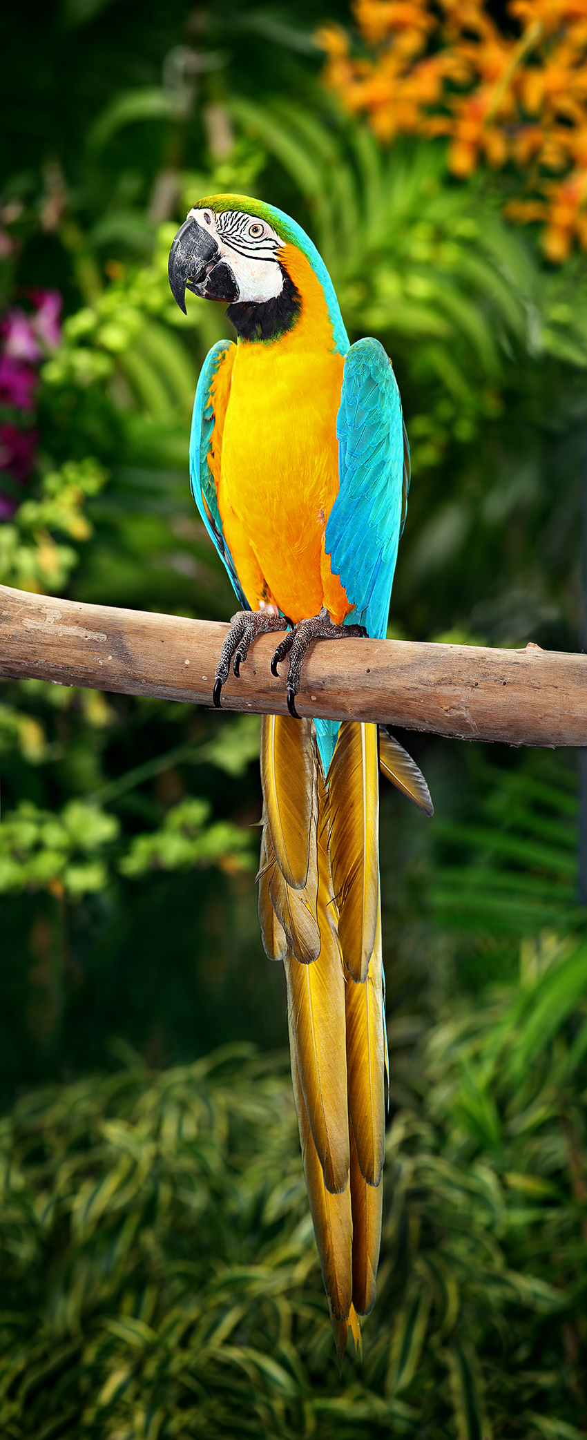 Blue-and-yellow Macaw wallpaper