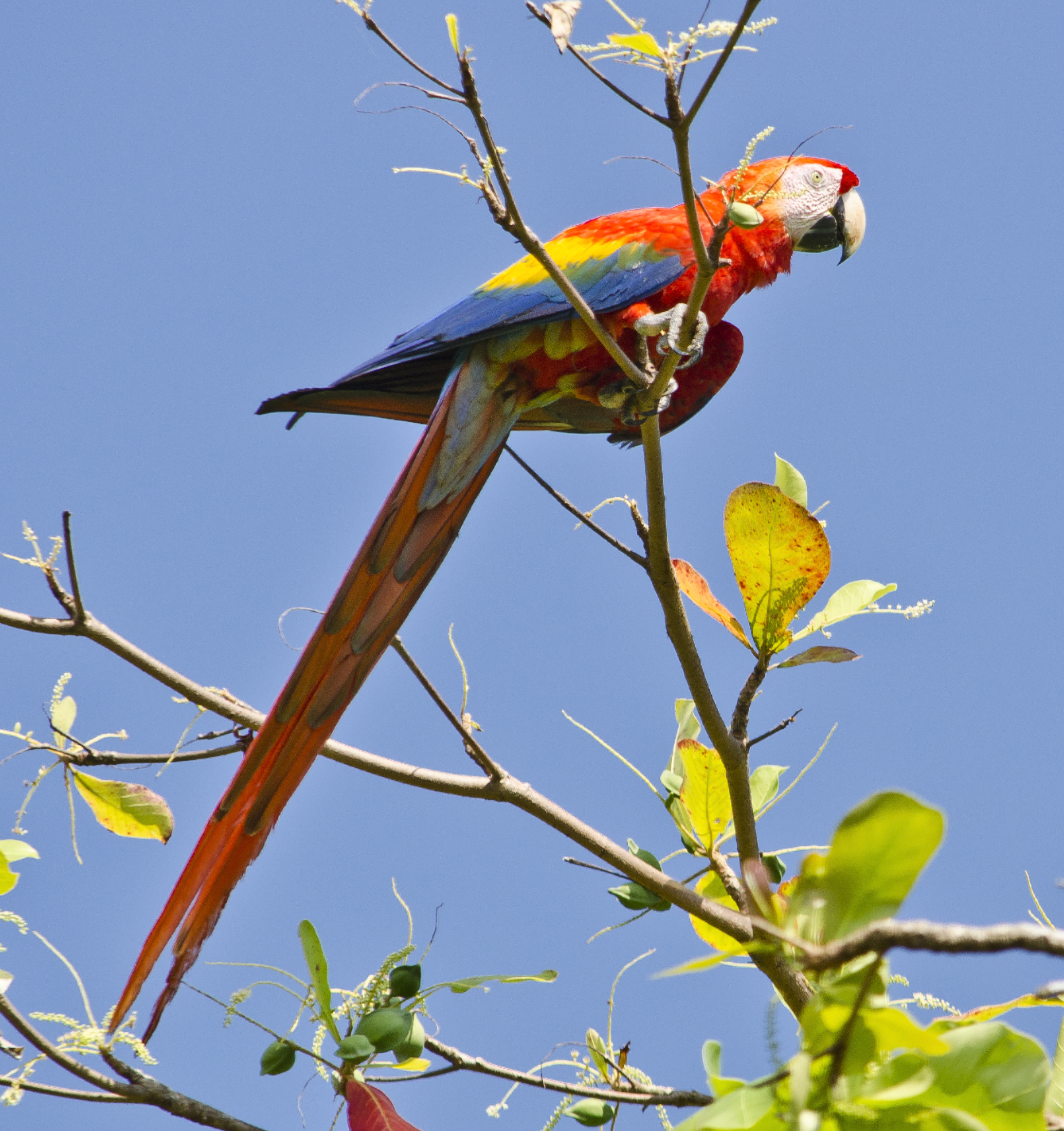 Scarlet Macaw wallpaper