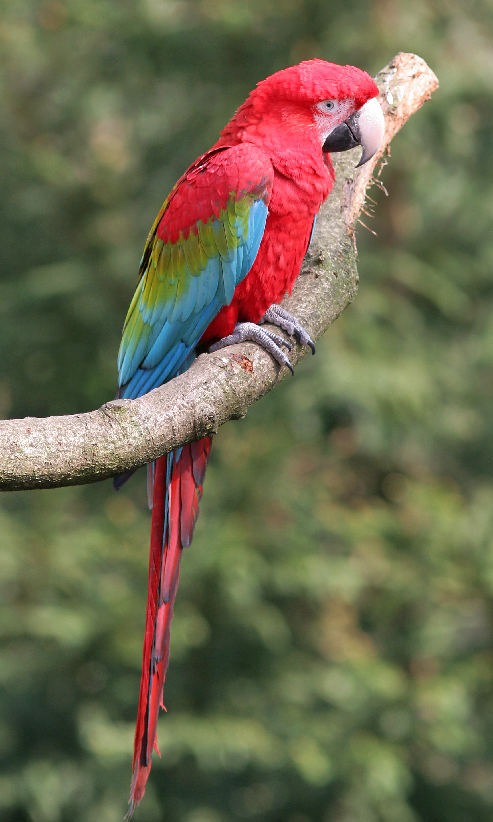 Red-and-green Macaw wallpaper