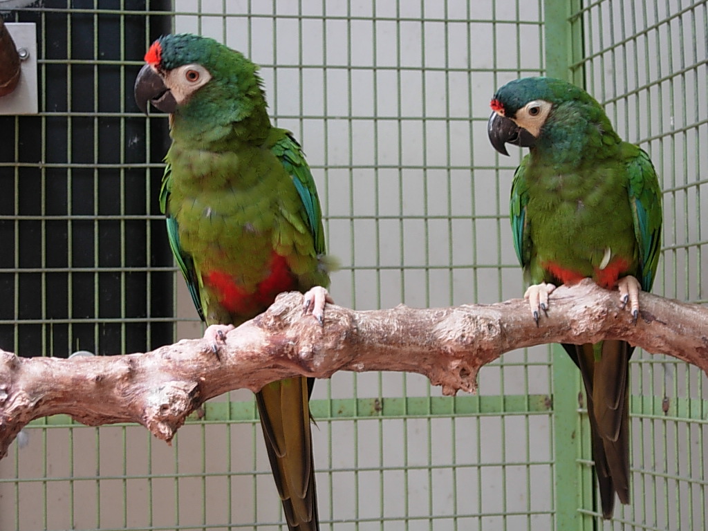 Yellow And Blue Macaw Diet In Captivity