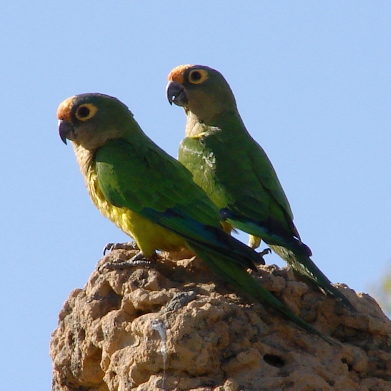 Peach-fronted Parakeet wallpaper