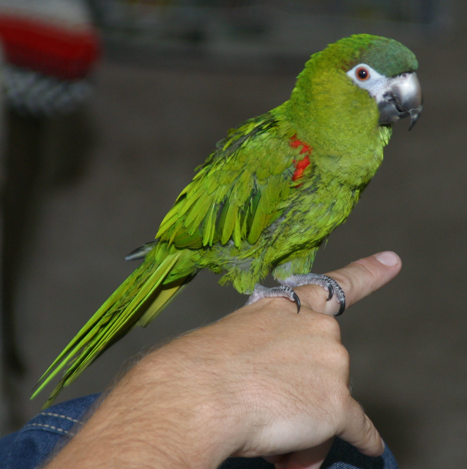 Red-shouldered Macaw wallpaper