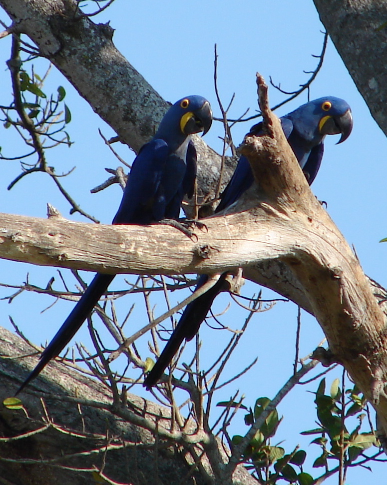 Hyacinth Macaw wallpaper