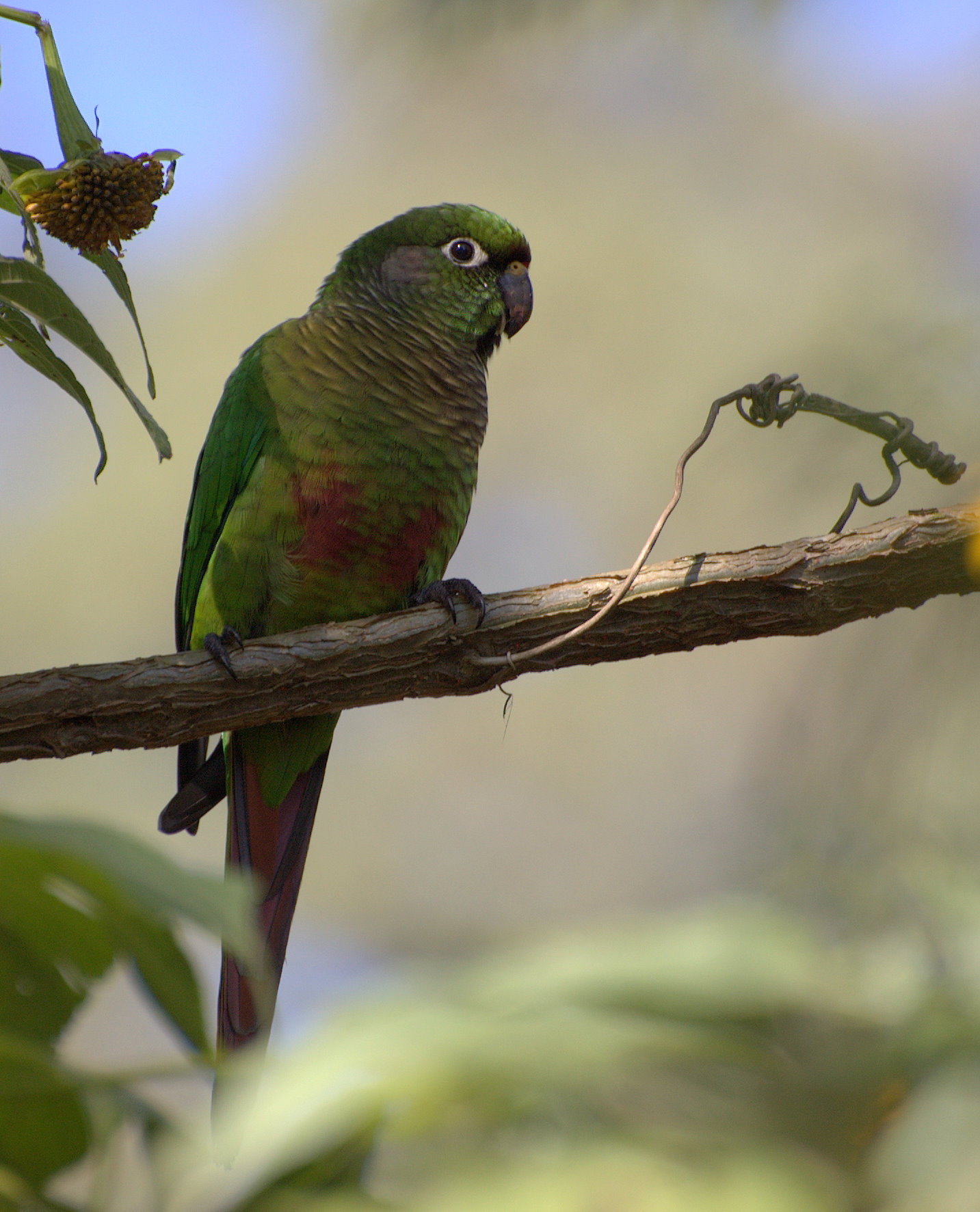 Reddish-bellied Parakeet wallpaper