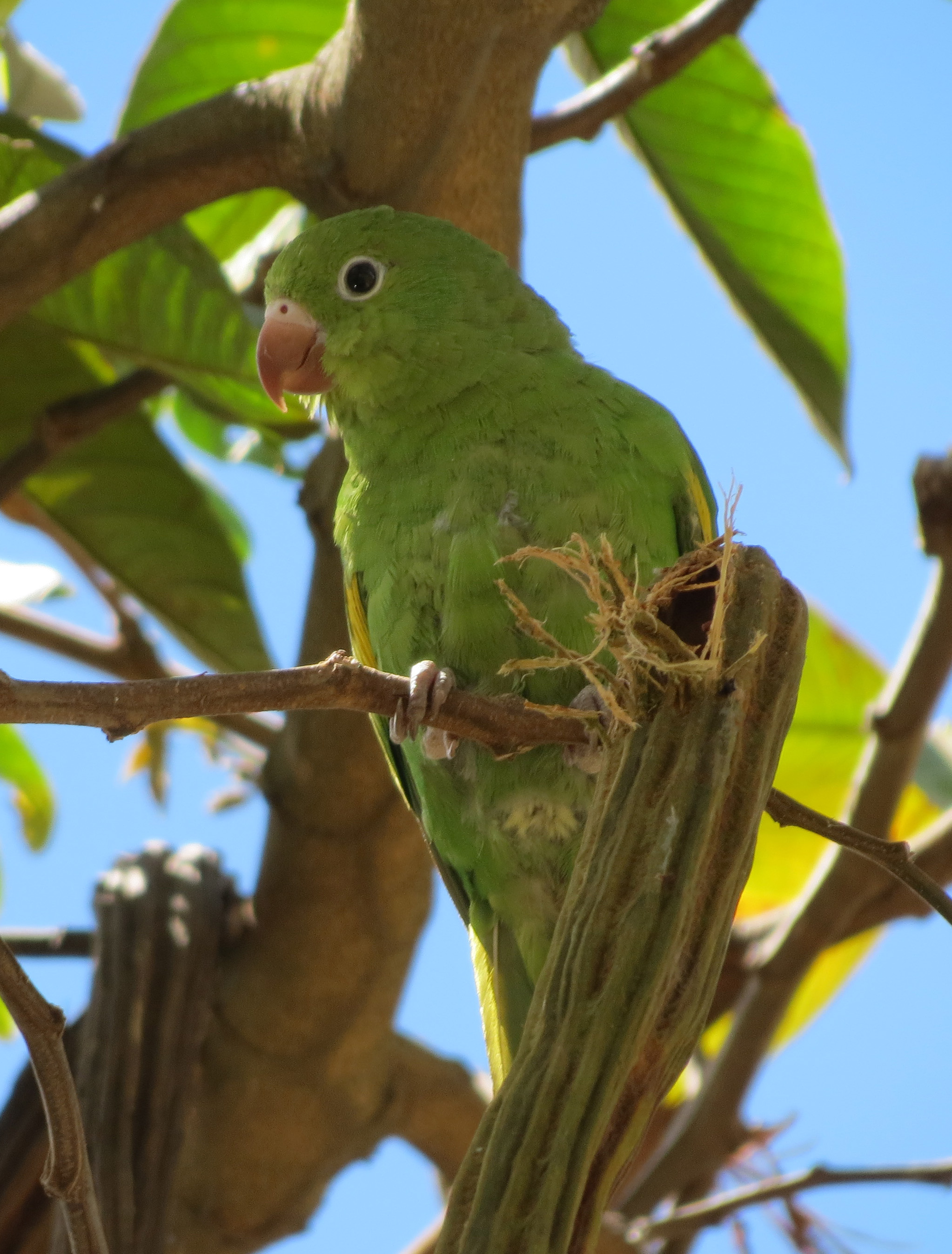 Yellow-chevroned Parakeet wallpaper