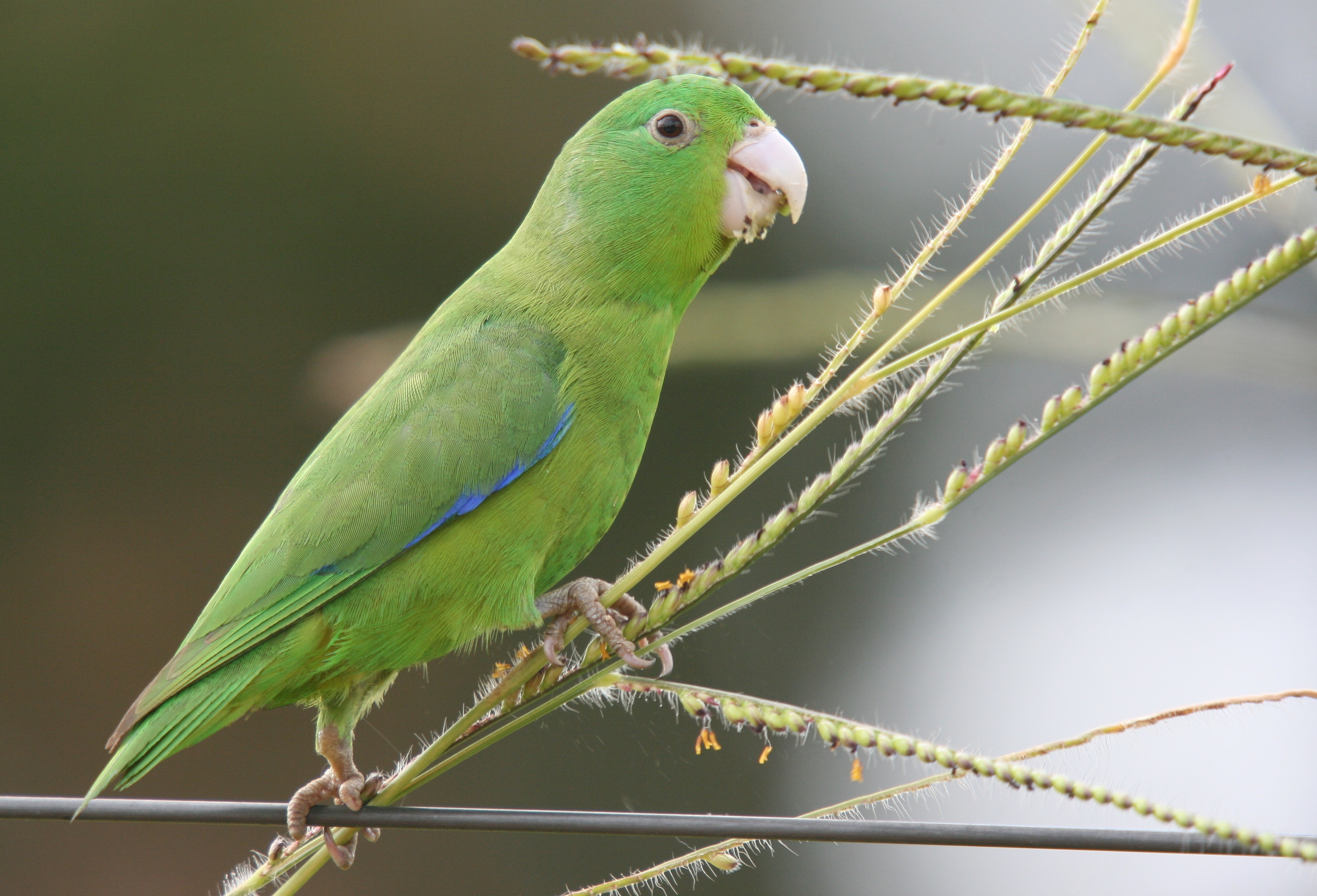 Blue-winged Parrotlet wallpaper