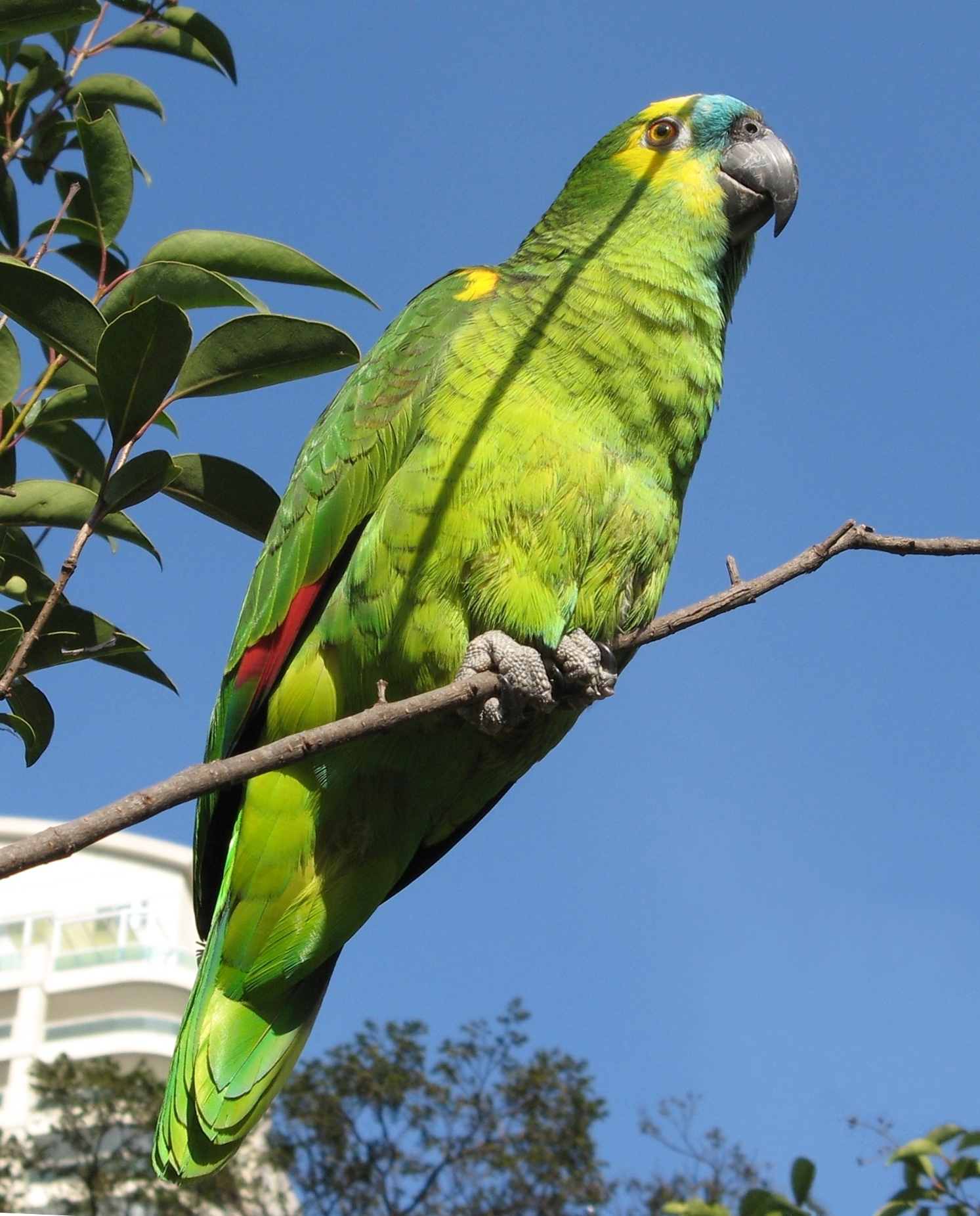 Turquoise-fronted Amazon wallpaper