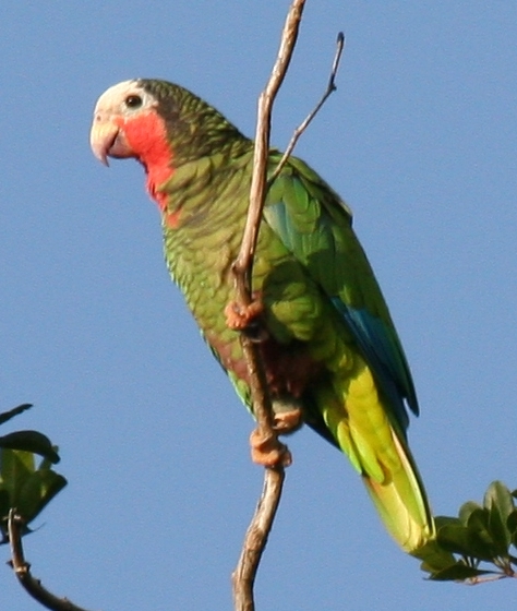 Cuban Amazon wallpaper